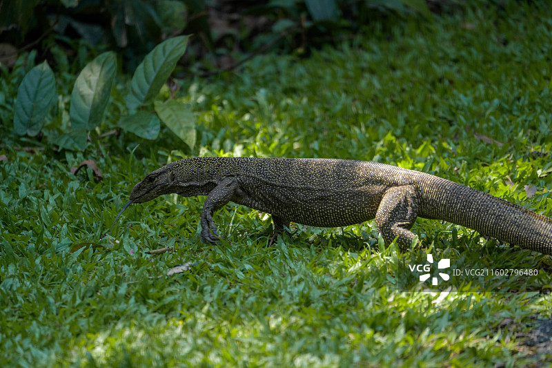 蜥蜴特写图片素材