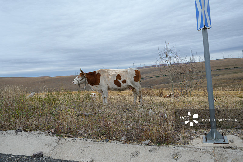 塞罕坝图片素材