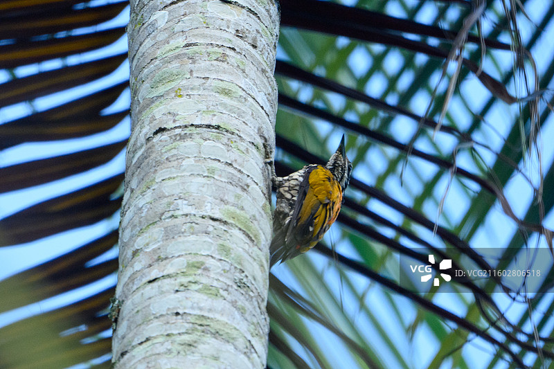 金背三趾啄木鸟图片素材