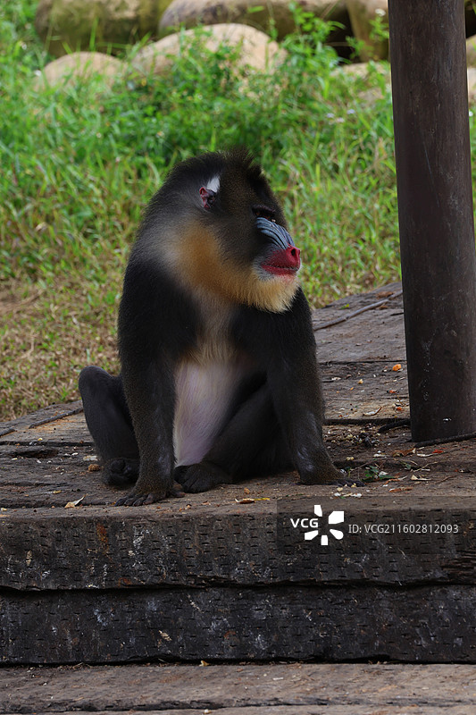 非洲动物图片素材