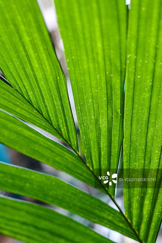 街边三药槟榔的叶子……图片素材