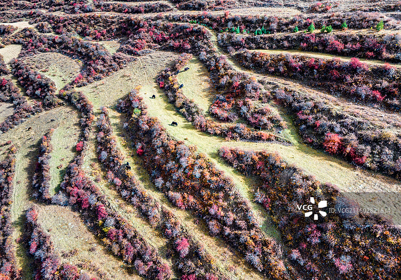 川西秋色图片素材