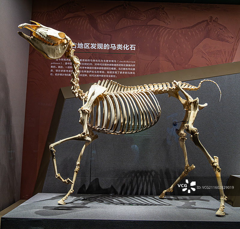 内蒙古博物院 远古世界图片素材