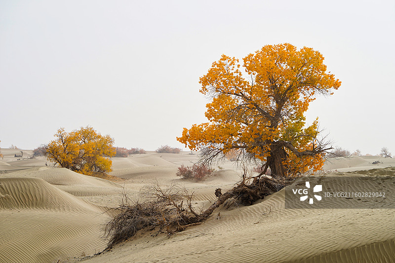 新疆塔克拉玛干沙漠沙海胡杨图片素材
