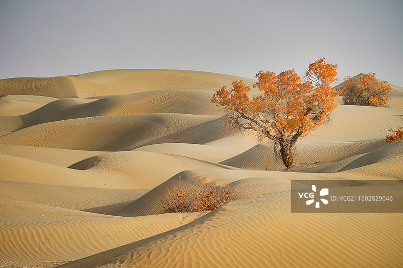 新疆塔克拉玛干沙漠沙海胡杨图片素材