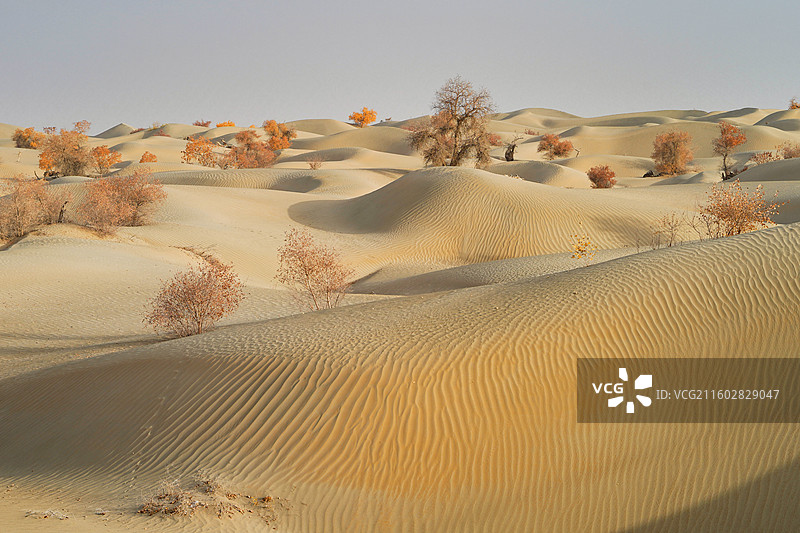 新疆塔克拉玛干沙漠沙海胡杨图片素材