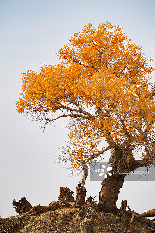 新疆塔克拉玛干沙漠沙海胡杨图片素材