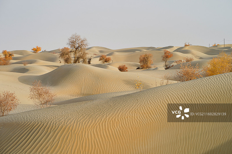 新疆塔克拉玛干沙漠沙海胡杨图片素材