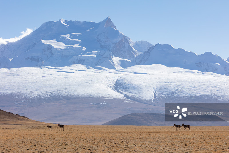 西藏岗彭庆峰前的藏野驴图片素材