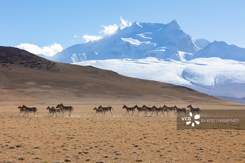 西藏岗彭庆峰前的藏野驴图片素材