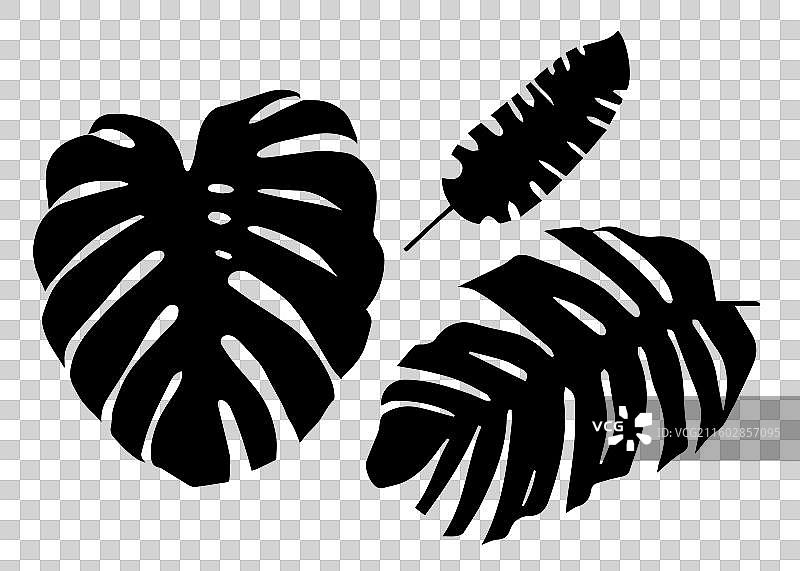 热带植物剪影图片素材