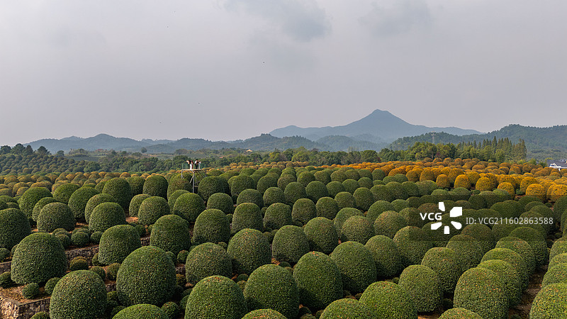 秋天杭州桂博园修剪整齐的球形桂花树，桂花飘香图片素材