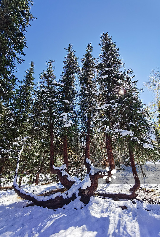 雪后松树图片素材