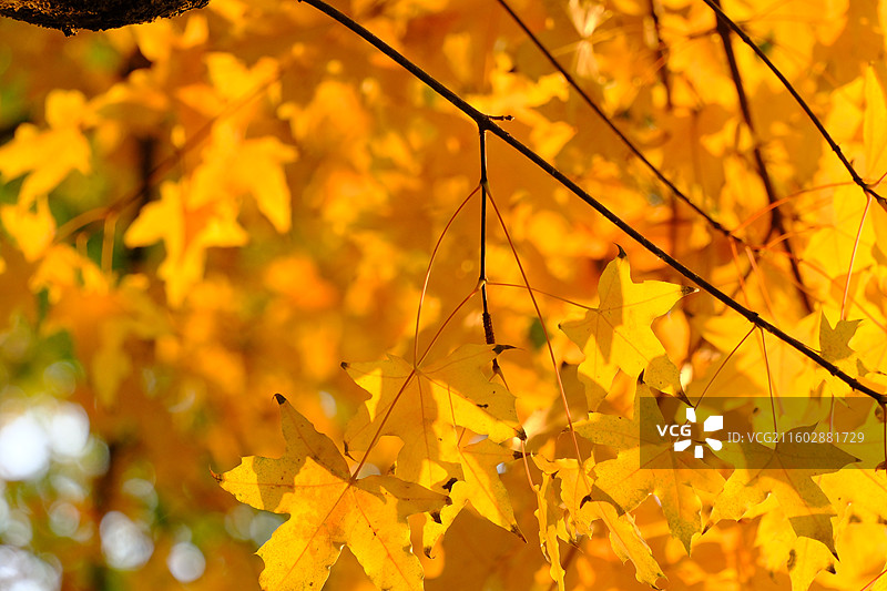 秋天石家庄植物园红黄枫叶落叶。五角枫五角槭树林树木风景背景图壁纸阳光图片素材