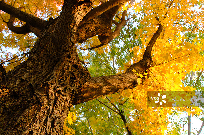 秋天石家庄植物园红黄枫叶落叶。五角枫五角槭树林树木风景背景图壁纸阳光图片素材
