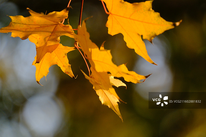 秋天石家庄植物园红黄枫叶落叶。五角枫五角槭树林树木风景背景图壁纸阳光图片素材