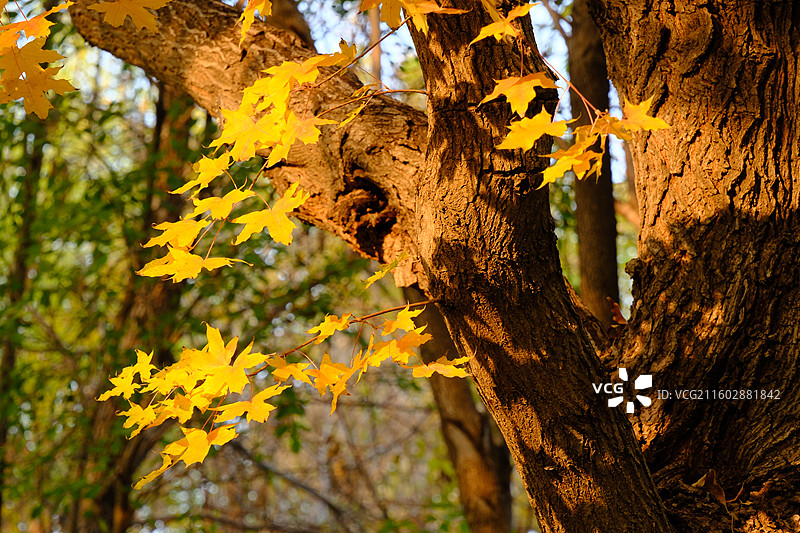 秋天石家庄植物园红黄枫叶落叶。五角枫五角槭树林树木风景背景图壁纸阳光图片素材