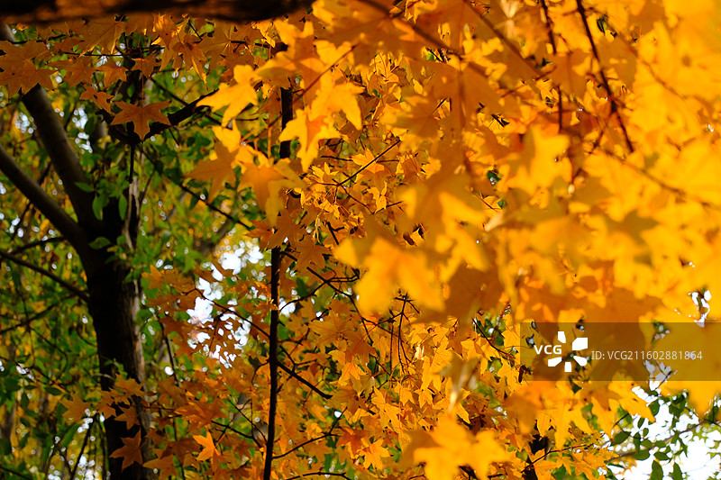 秋天石家庄植物园红黄枫叶落叶。五角枫五角槭树林树木风景背景图壁纸阳光图片素材