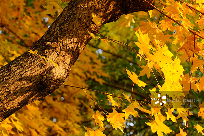 秋天石家庄植物园红黄枫叶落叶。五角枫五角槭树林树木风景背景图壁纸阳光图片素材