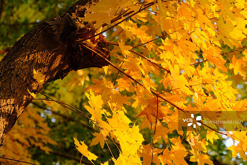 秋天石家庄植物园红黄枫叶落叶。五角枫五角槭树林树木风景背景图壁纸阳光图片素材