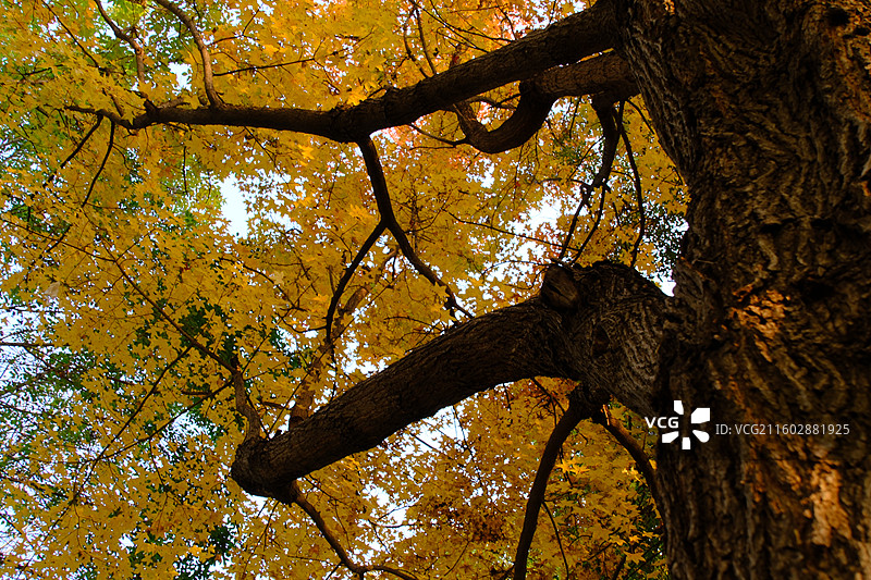 秋天石家庄植物园红黄枫叶落叶。五角枫五角槭树林树木风景背景图壁纸阳光图片素材