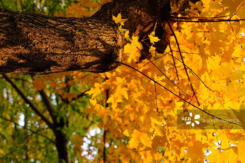 秋天石家庄植物园红黄枫叶落叶。五角枫五角槭树林树木风景背景图壁纸阳光图片素材