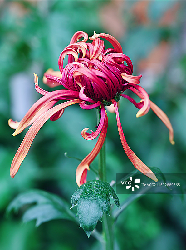 重庆华岩寺秋菊图片素材