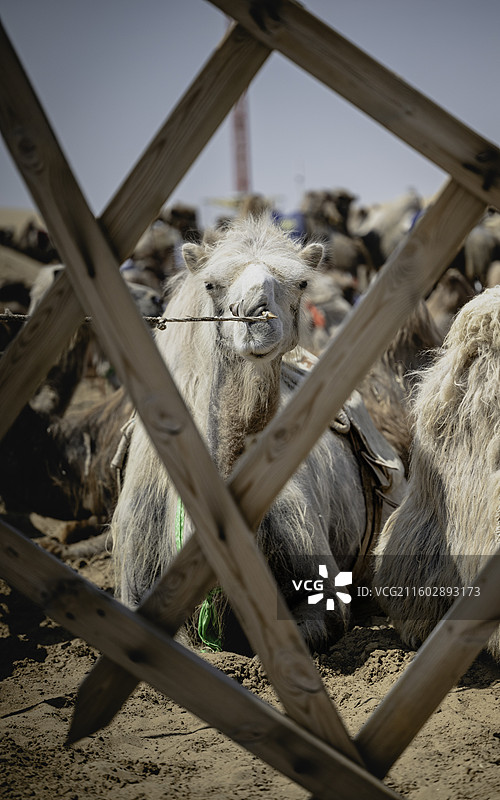 响沙湾 | 骆驼特写 骑乘骆驼活动图片素材