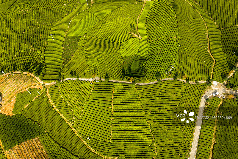 鹤峰木耳山：中国最美茶园图片素材