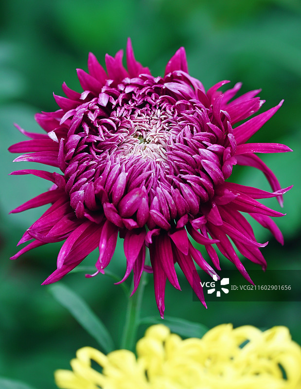 重庆华岩寺秋菊图片素材