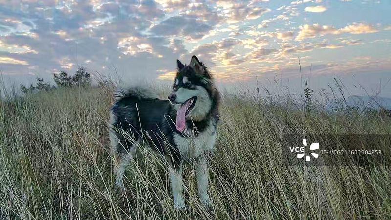一只阿拉斯加犬站在草丛里图片素材