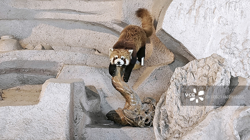 北京国家动物博物馆昆虫蝴蝶鹤鲸鱼骨大熊猫良良天鹅鹭鸶黑熊等展示空间图片素材