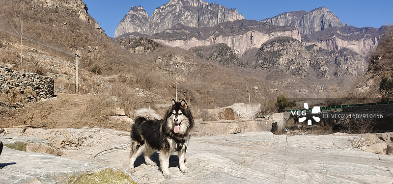 在太行山旅行的阿拉斯加犬图片素材