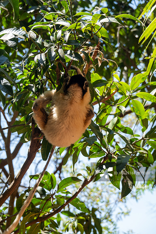 马达加斯加的狐猴图片素材