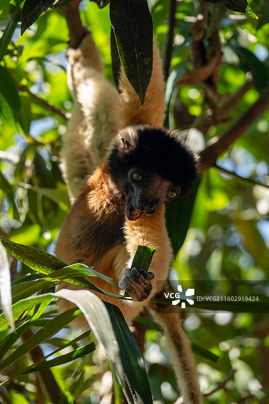 马达加斯加的狐猴图片素材