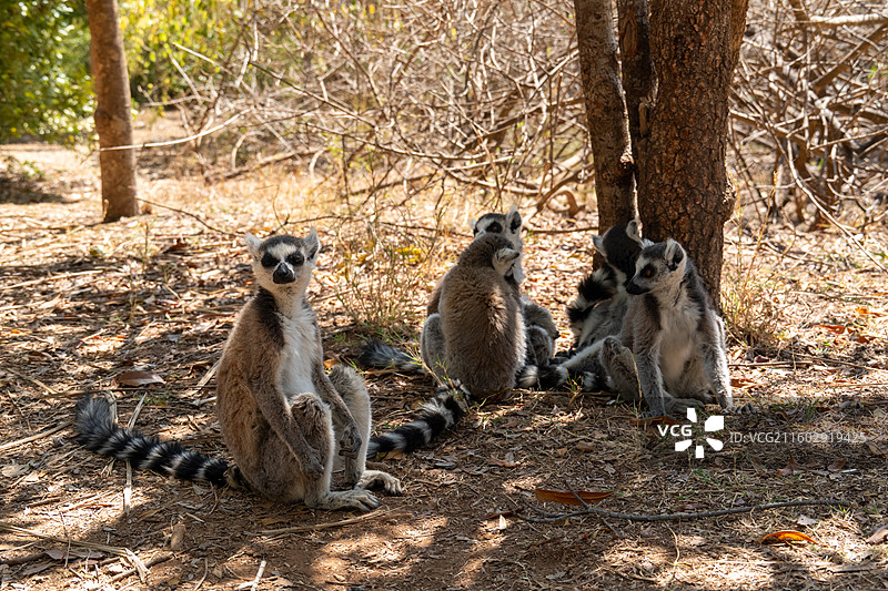 马达加斯加的狐猴图片素材