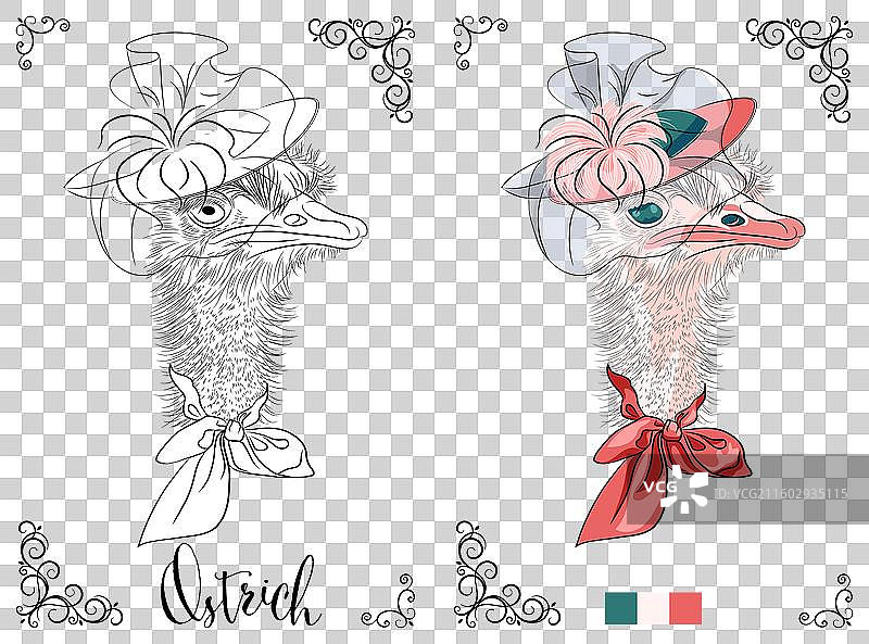填色书页：戴着华丽帽子的鸵鸟图片素材