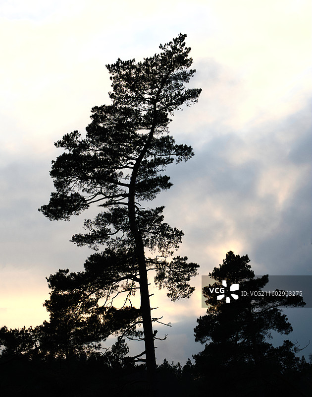 松树剪影图片素材