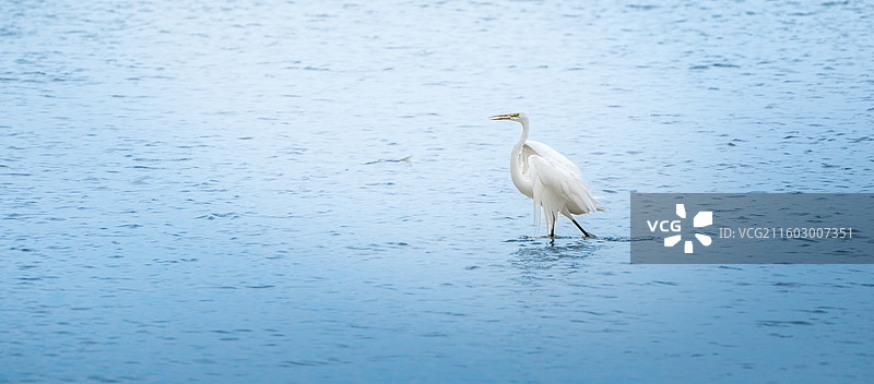 深圳湾海滨公园在海边觅食的大白鹭图片素材
