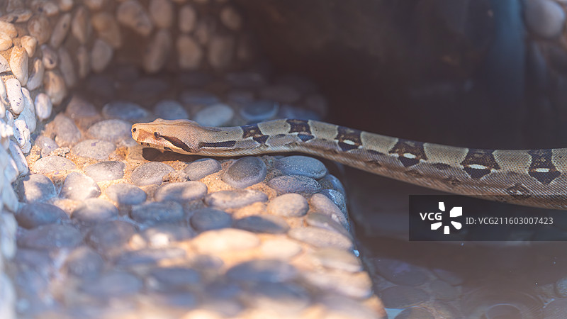 红尾蚺图片素材