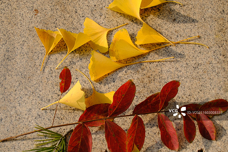 石家庄植物园秋天的调色盘。捡秋落叶果实果子。银杏叶果山楂皂荚皂角松柏图片素材