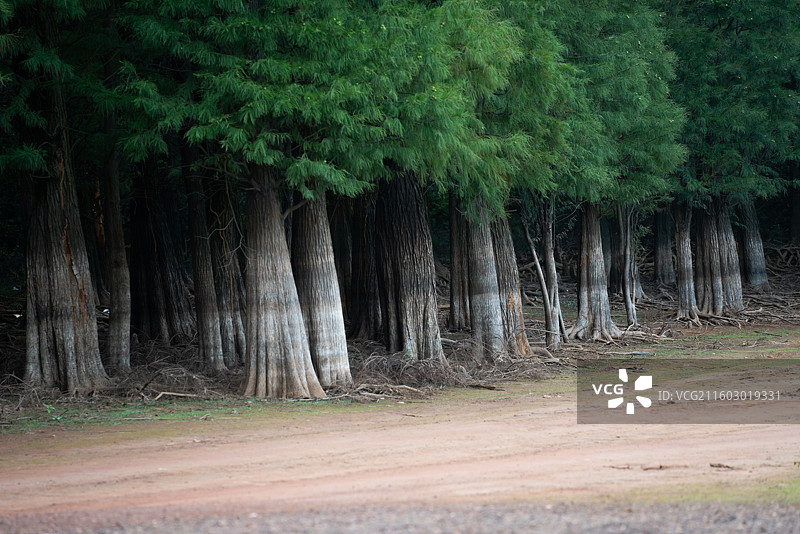 干涸的土地和植物图片素材