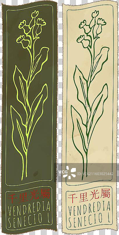 手绘的中国风文德兰迪亚图片素材