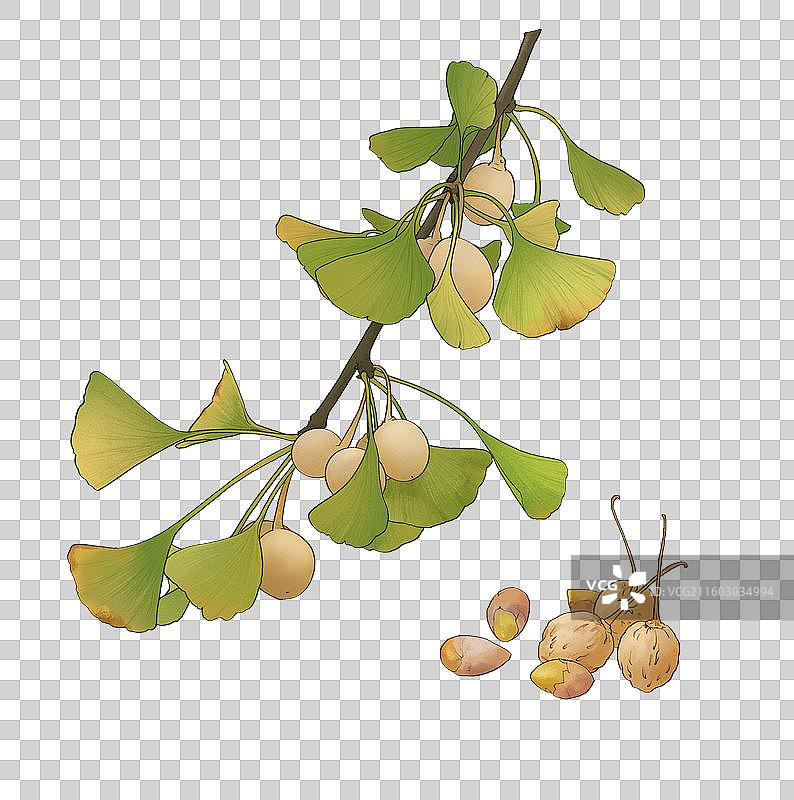 银杏白果仁图片素材