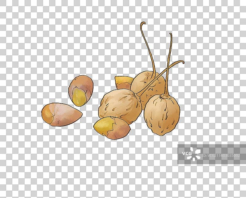 银杏白果仁图片素材