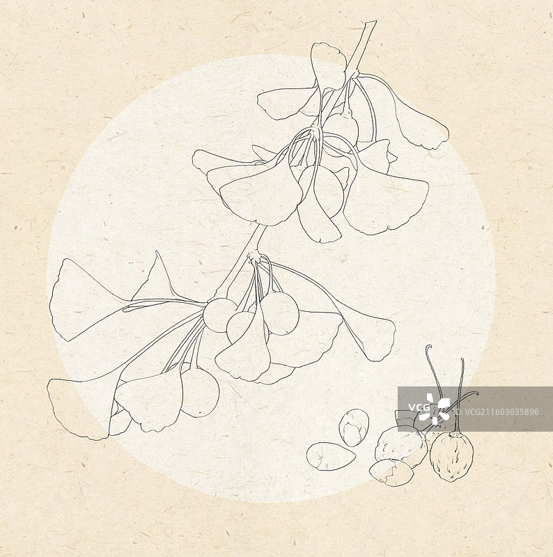 银杏白果中药白果仁图片素材