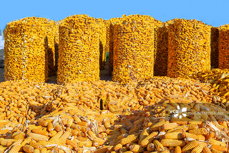 河北省黄骅市滕庄子玉米丰收图片素材