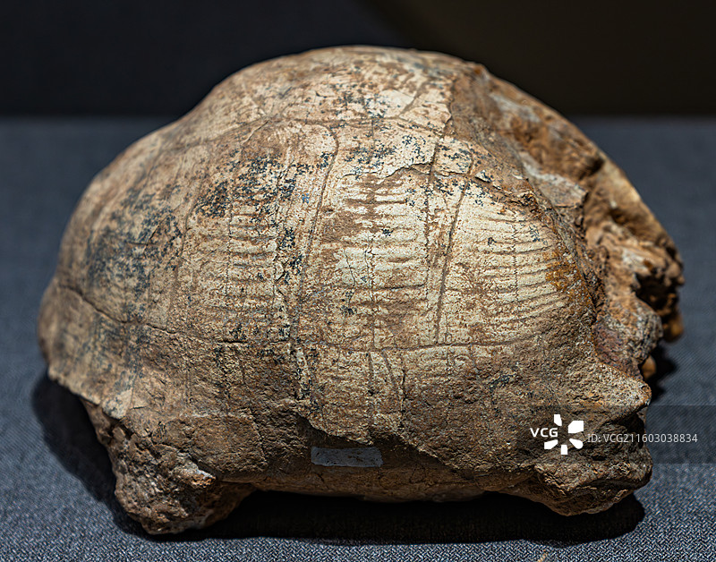 内蒙古博物院 远古世界图片素材