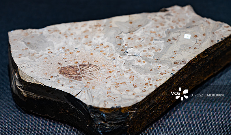 内蒙古博物院 远古世界图片素材