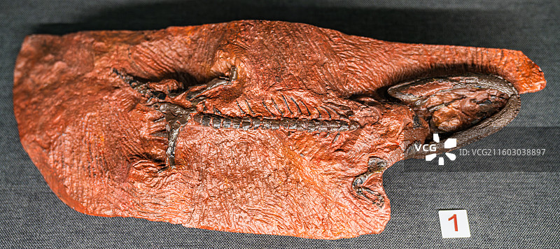 内蒙古博物院 远古世界图片素材